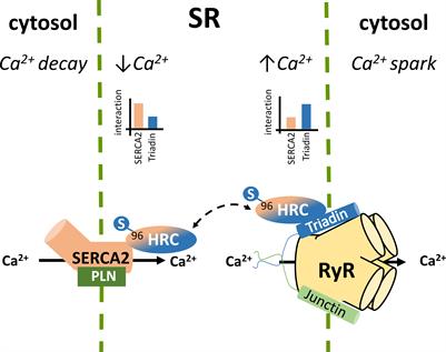 The Histidine-Rich Calcium Binding Protein in Regulation of Cardiac Rhythmicity